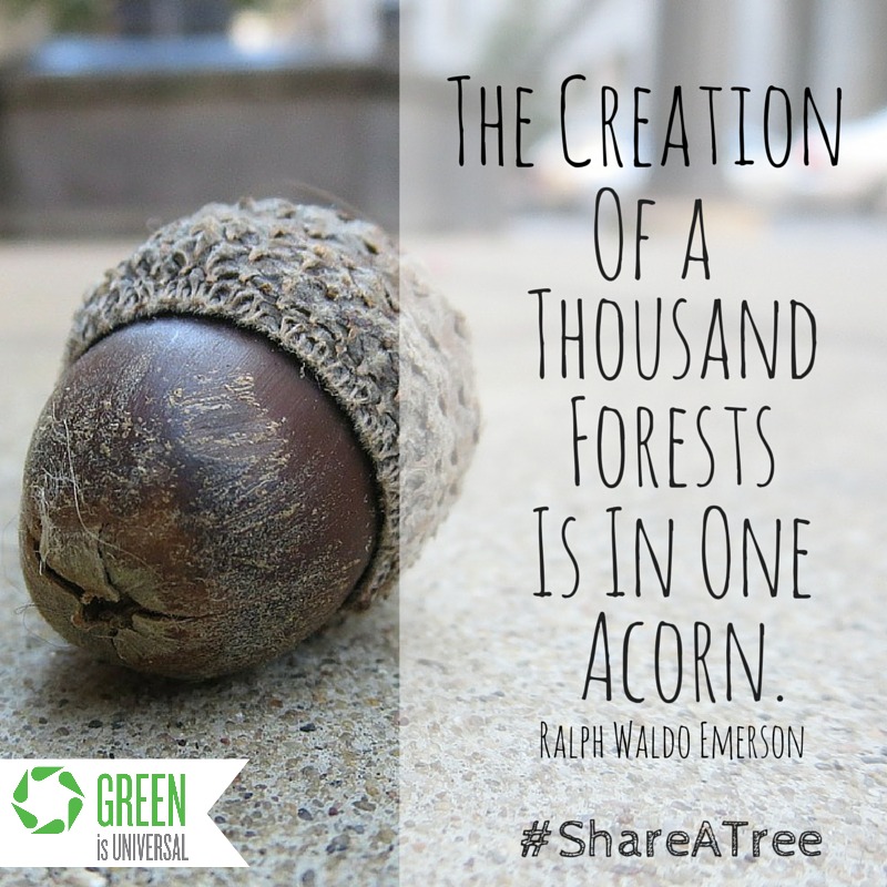 acorn