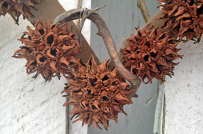 Our Sweetgum Wreath is a fun kids craft for Valentine's Day. These pods are all over the woods and we're always looking for more sweet gum ball crafts to make!