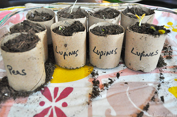 These toilet paper roll seed starters are a great way to recycle your empty rolls. They are easy to make and kids love watching the seeds grow! Toilet Paper Roll Seed Starters | We Know Stuff | www.weknowstuff.us.com