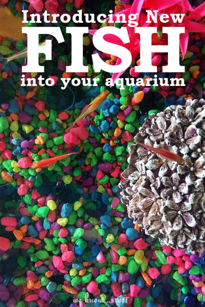 Are you wondering how to add new fish to your family's aquarium? Our tips will help you with adding fish to your marine fish tank set up. Are you wondering how to add new fish to your family's aquarium? Our tips will help you with adding fish to your marine fish tank set up.