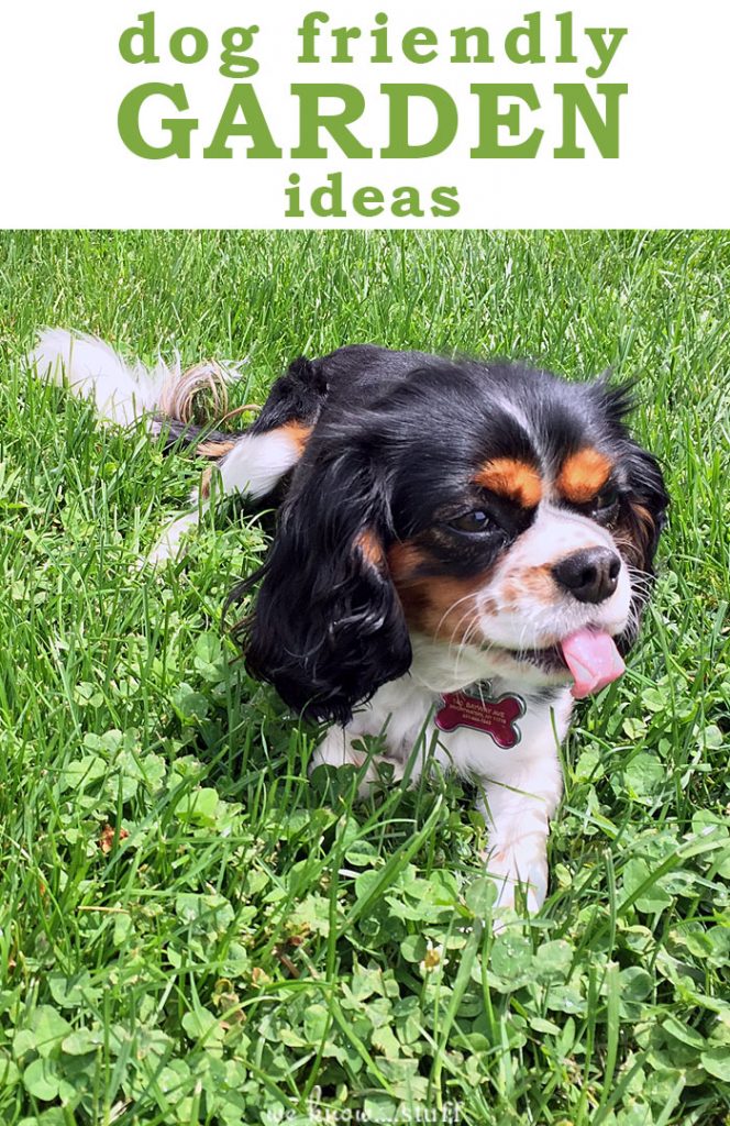 Dog Friendly Garden Ideas - we know stuff