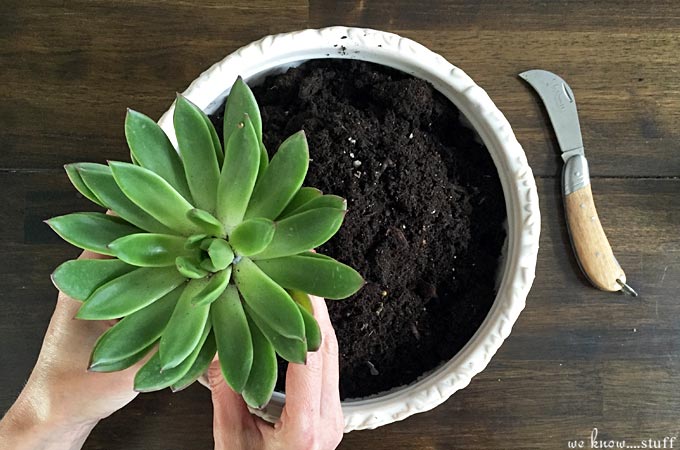 Do you love cactus and succulent plants? Then you'll love our super simple tutorial on how to make your very own potted succulent garden! 