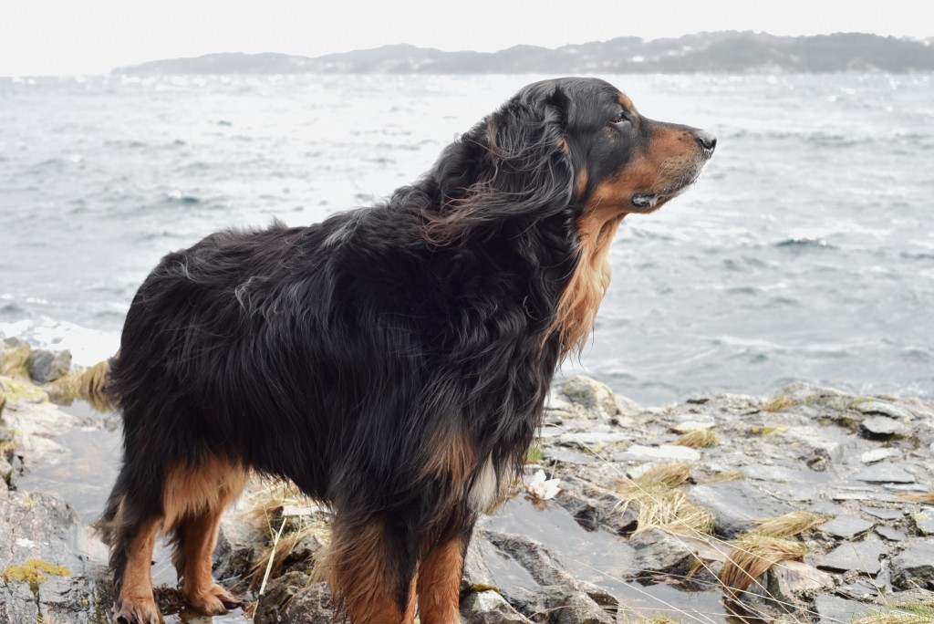 The sweltering hot temps are here to stay and we have some important Summer Safety Tips For Your Dog to keep them safe all summer long.