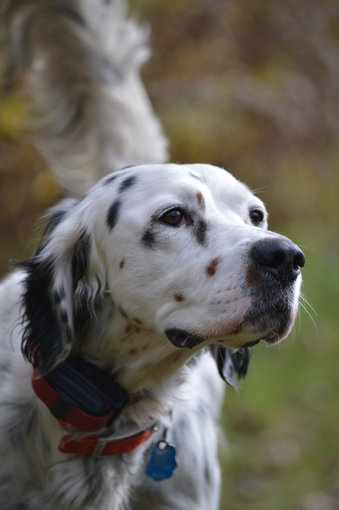 The sweltering hot temps are here to stay and we have some important Summer Safety Tips For Your Dog to keep them safe all summer long.