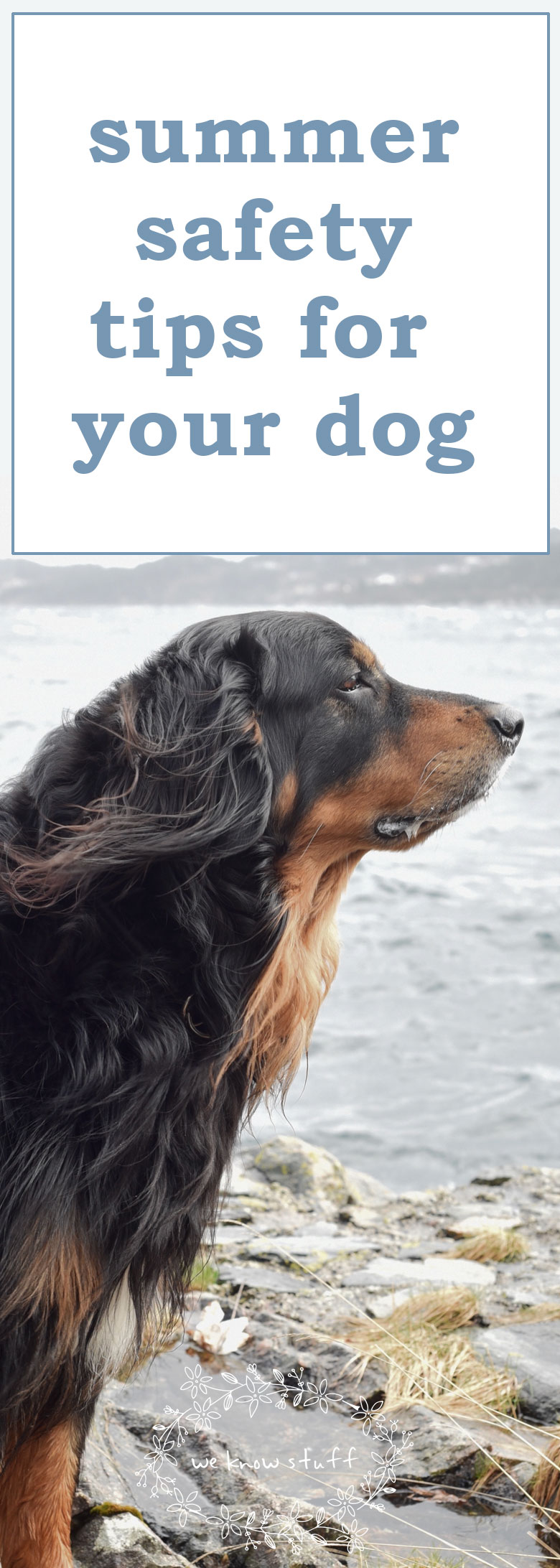The sweltering hot temps are here to stay and we have some important Summer Safety Tips For Your Dog to keep them safe all summer long.
