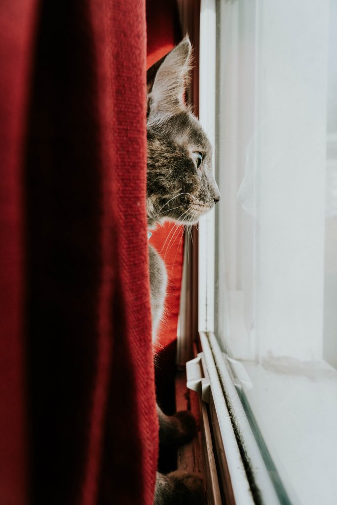 Our friends at Healthy Paws Pet Insurance gave us some tips on How To Pet Proof Your Home For The Holidays and keep your pets safe this holiday season. Photo by Hermes Rivera on Unsplash