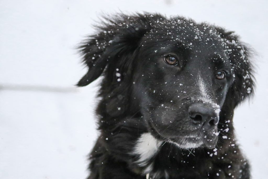 Our friends at Healthy Paws Pet Insurance gave us some tips on How To Pet Proof Your Home For The Holidays and keep your pets safe this holiday season. Photo by Kate on Unsplash