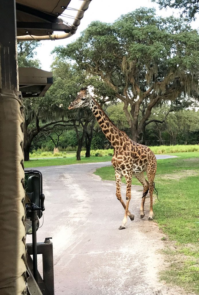 Recently, we vacationed in Disney World with our three boys and we had such a blast that I wanted to share my opinions about which rides are the best attractions at Animal Kingdom for young children and toddlers.