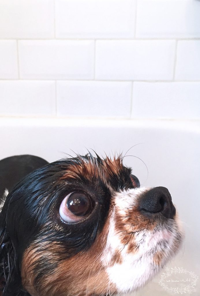 Have you ever wondered how to give your dog a bath at home? Or more importantly, how to keep it a stress-free experience for your pet? After much trial and error, I've finally come up with a routine that works for me and my dog!    
