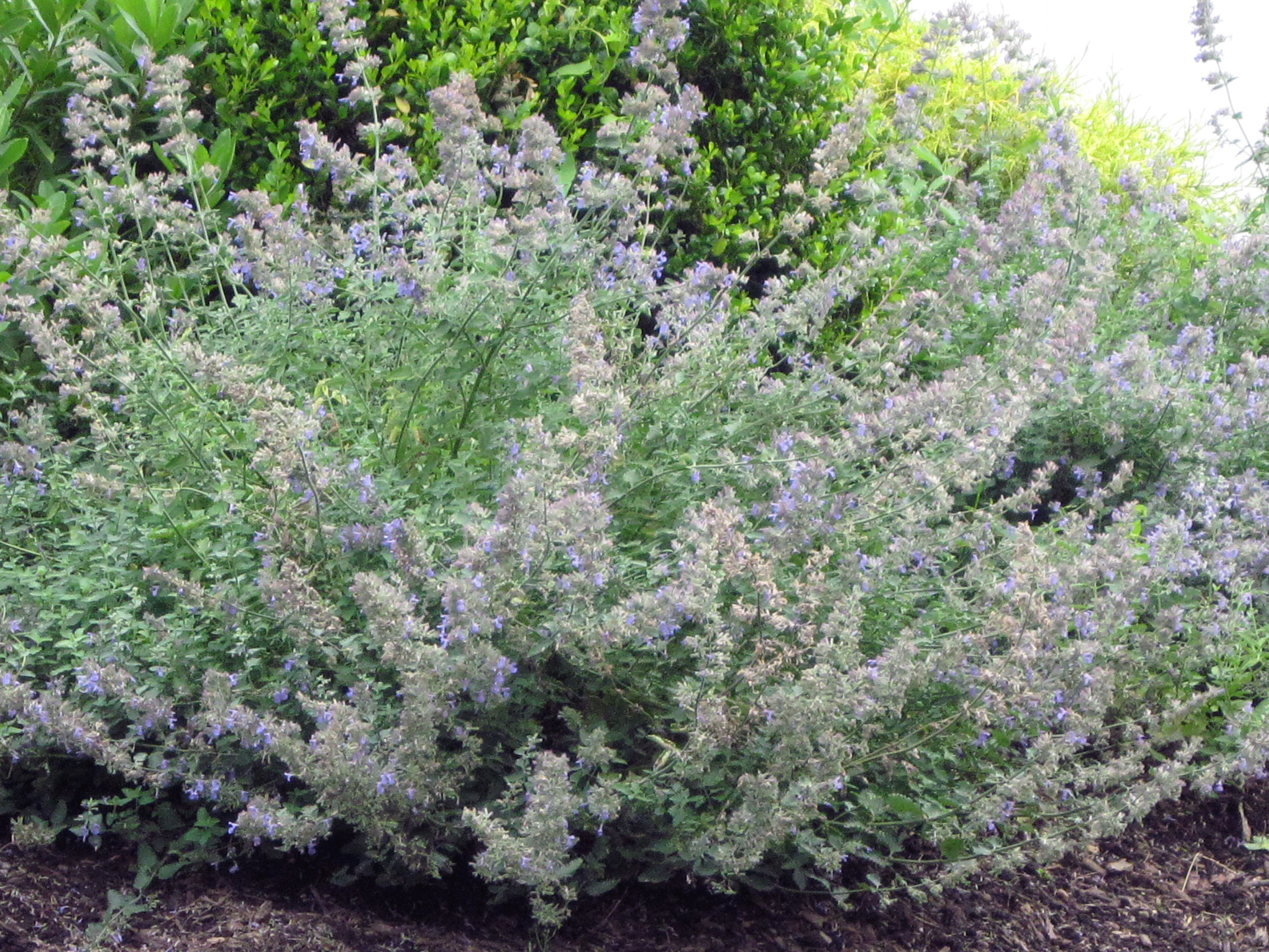Catmint3