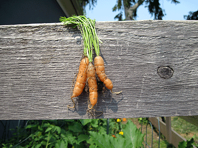 Vegetable Garden: Carrots