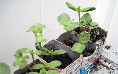 Juice Box Sunflowers https://www.weknowstuff.us.com/we-know-stuff/2010/08/juicebox-sunflowers.html 