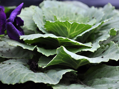 Cabbage-cu