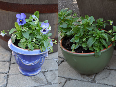 Pansies