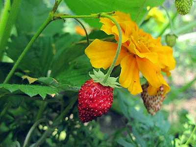 Vegetable Garden: Strawberries