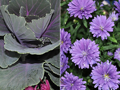 Cabbage-asters