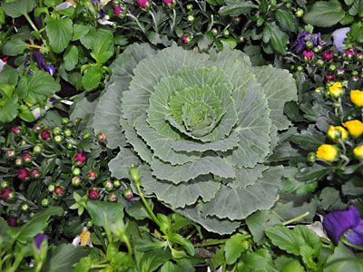 Cabbage-bed