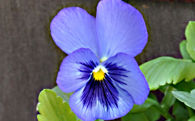 Pansie-cu2