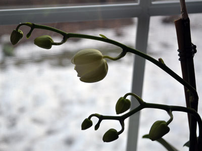 Buds-opening