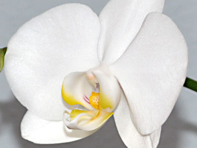 Close-up