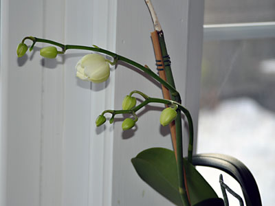 Stems