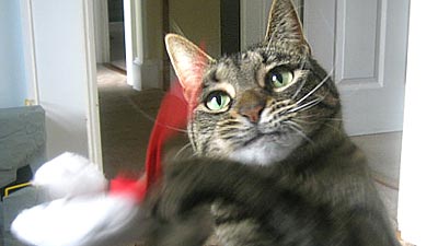 We Know Stuff How to Make a Catnip Mouse