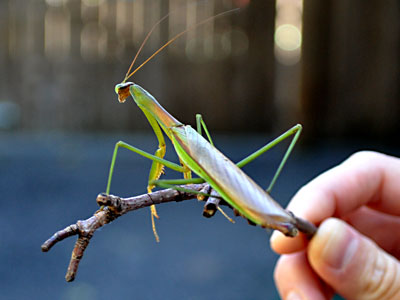 Praying Mantis, https://www.weknowstuff.us.com/