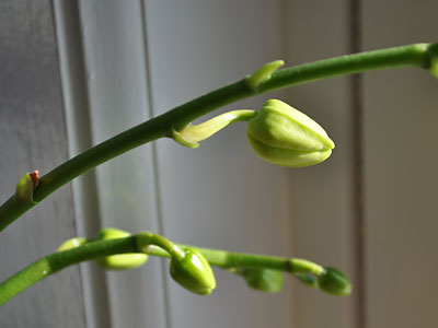 Almost-open