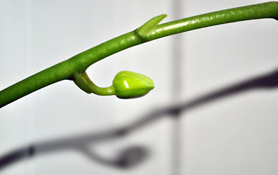 Baby-bud