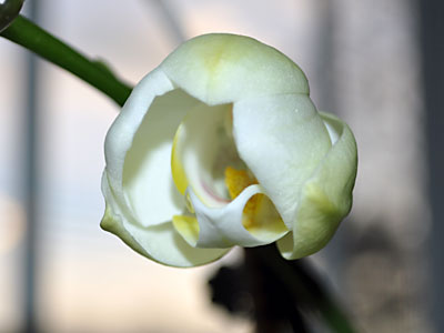 Open