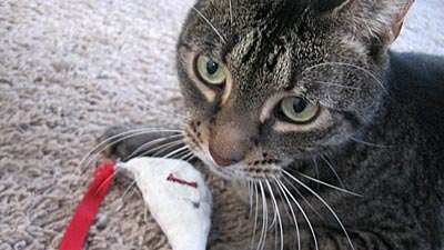 We Know Stuff Catnip Mouse