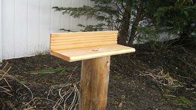 We Know Stuff Squirrel Feeder