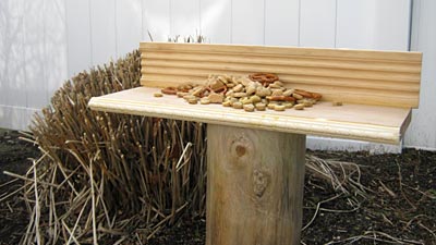 We Know Stuff Squirrel Feeder