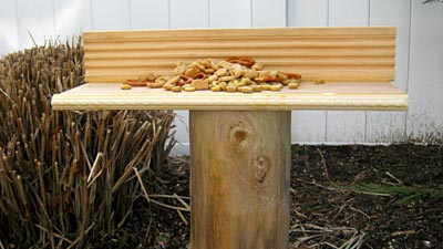 How to Make a Squirrel Feeder, www.weknowstuff.us.com