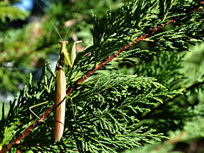 Praying Mantis, https://www.weknowstuff.us.com/