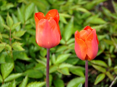 Orange Tulips