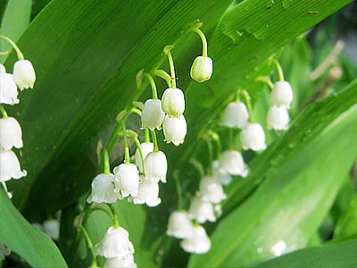 https://www.weknowstuff.us.com Lily of the Valley