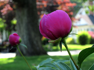 Peony