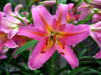 Oriental Lily, www.weknowstuff.us.com
