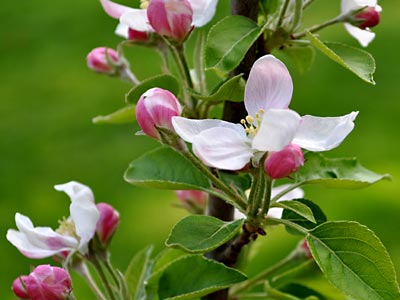 Yellow Delicious Apple Tree, https://www.weknowstuff.us.com/