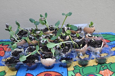Kids Craft - Eggshell Flowerpots UPDATE