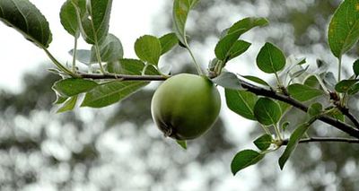 Golden Delicious Apple Tree, www.weknowstuff.us.com Golden Delicious Apple Tree, www.weknowstuff.us.com