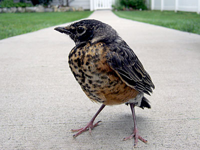 Baby Red Robbin, https://www.weknowstuff.us.com Baby Robin Photo Fridays