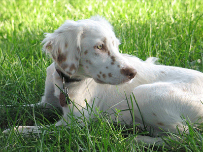 National Adopt-A-Dog Month: Another Chance for English Setters