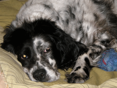 National Adopt-A-Dog Month: Another Chance for English Setters