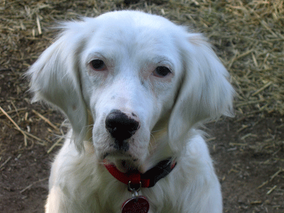 National Adopt-A-Dog Month: Another Chance for English Setters