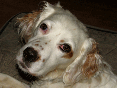 National Adopt-A-Dog Month: Another Chance for English Setters