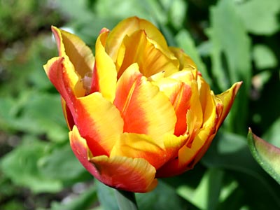 Monsella Tulip, https://www.weknowstuff.us.com/