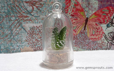 https://www.weknowstuff.us.com June's Monthly Giveaway Contest - Gem Sprouts