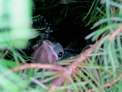 Baby Sparrow, https://www.weknowstuff.us.com